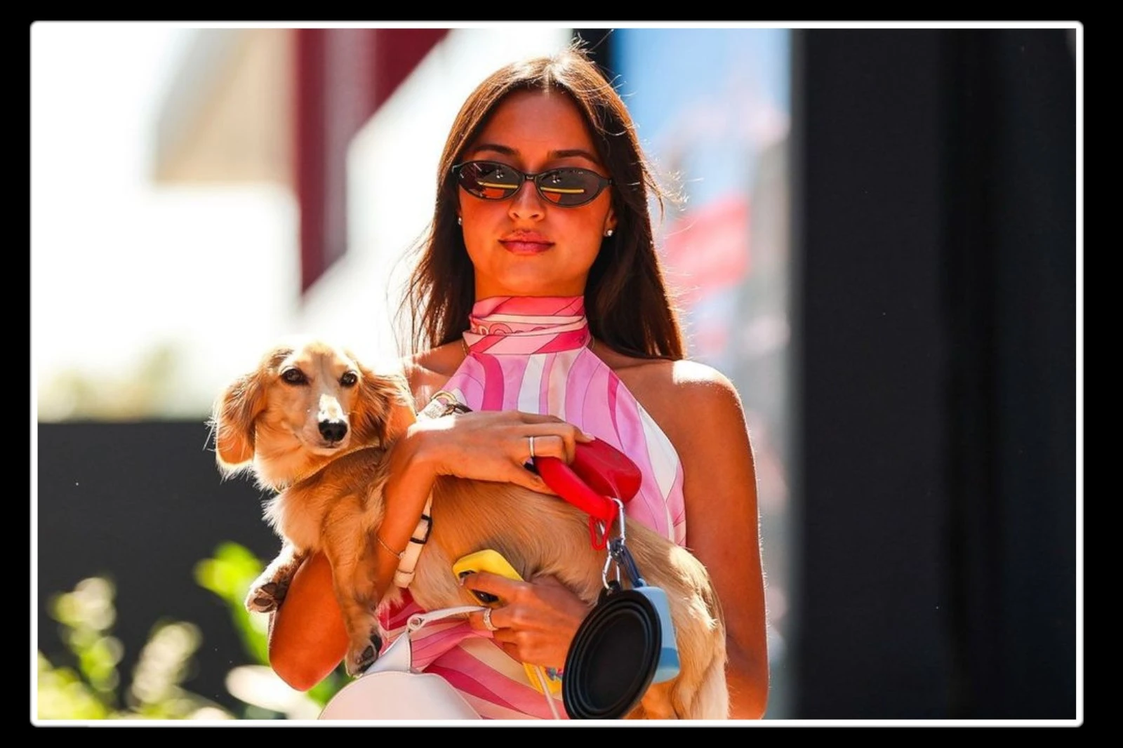 alexandra-saint-mleux-dog-leo